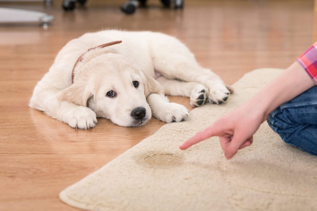dog carpet cleaning urine