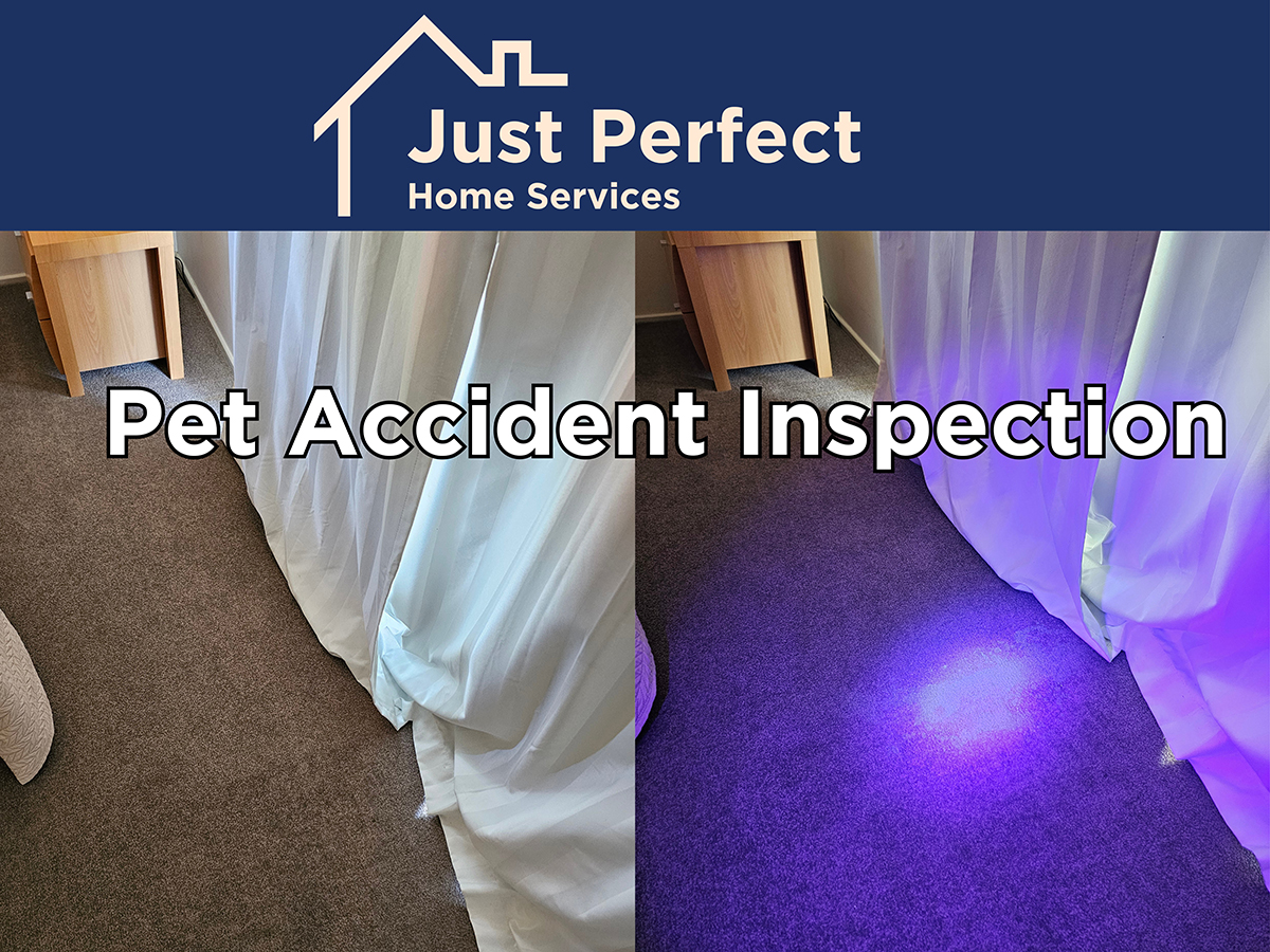 Carpet Cleaning Gold Coast Pet Urine